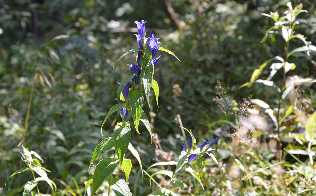 Schwalbenwurz-Enzian: Herbstbote im Nationalpark Berchtesgaden