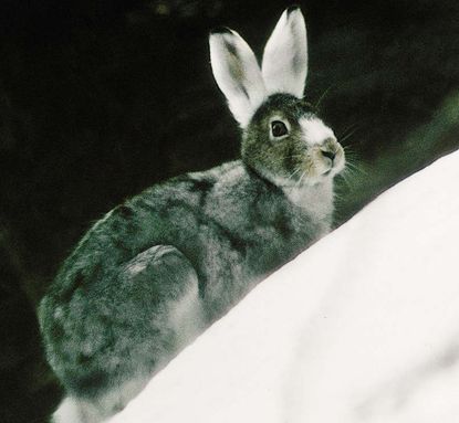 Schneehase im Nationalpark Berchtesgaden