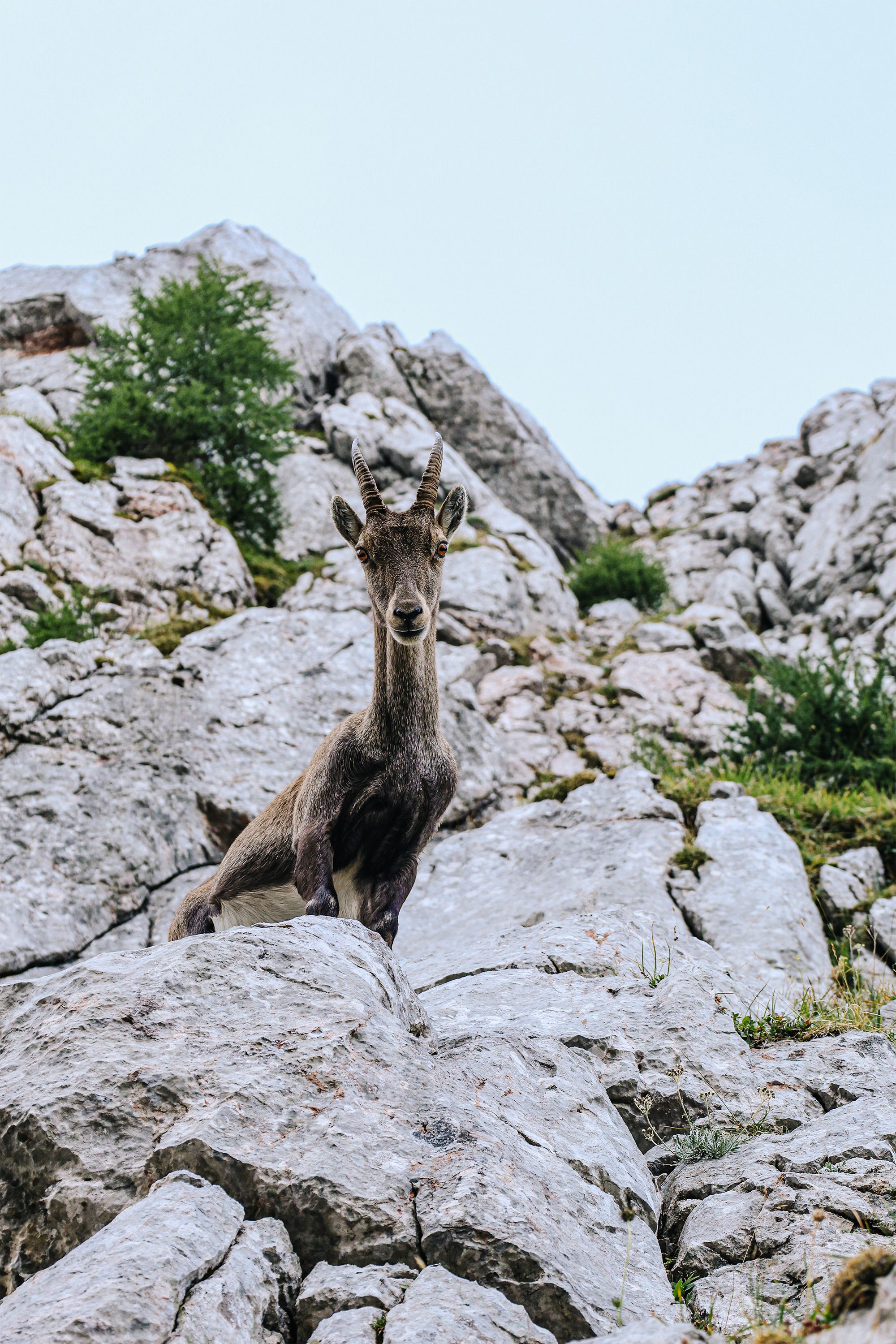 Tierischer Beobachter am Kahlersberg