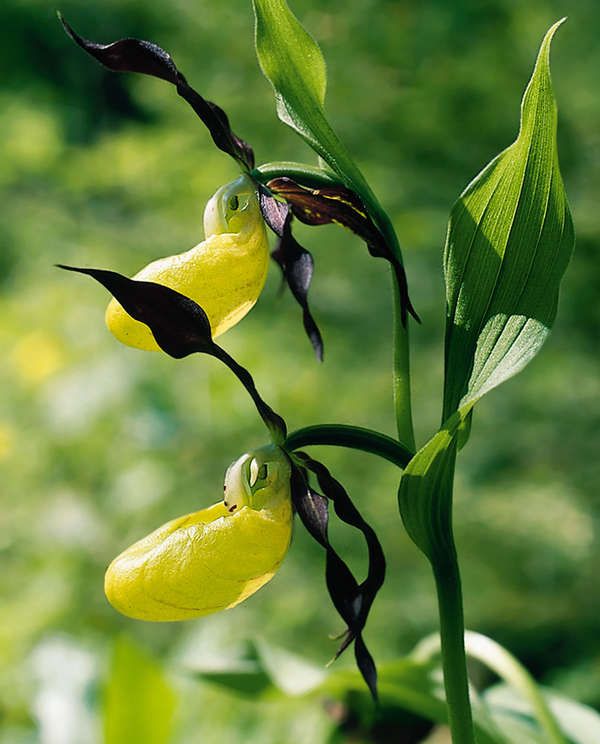 Frauenschuh: Orchidee im Nationalpark Berchtesgaden