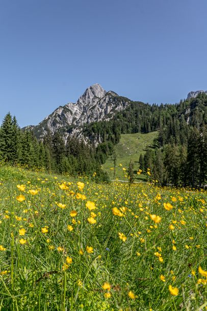 Zwischen Wiesen und Felsen führt der Weg auf die Litzlalm