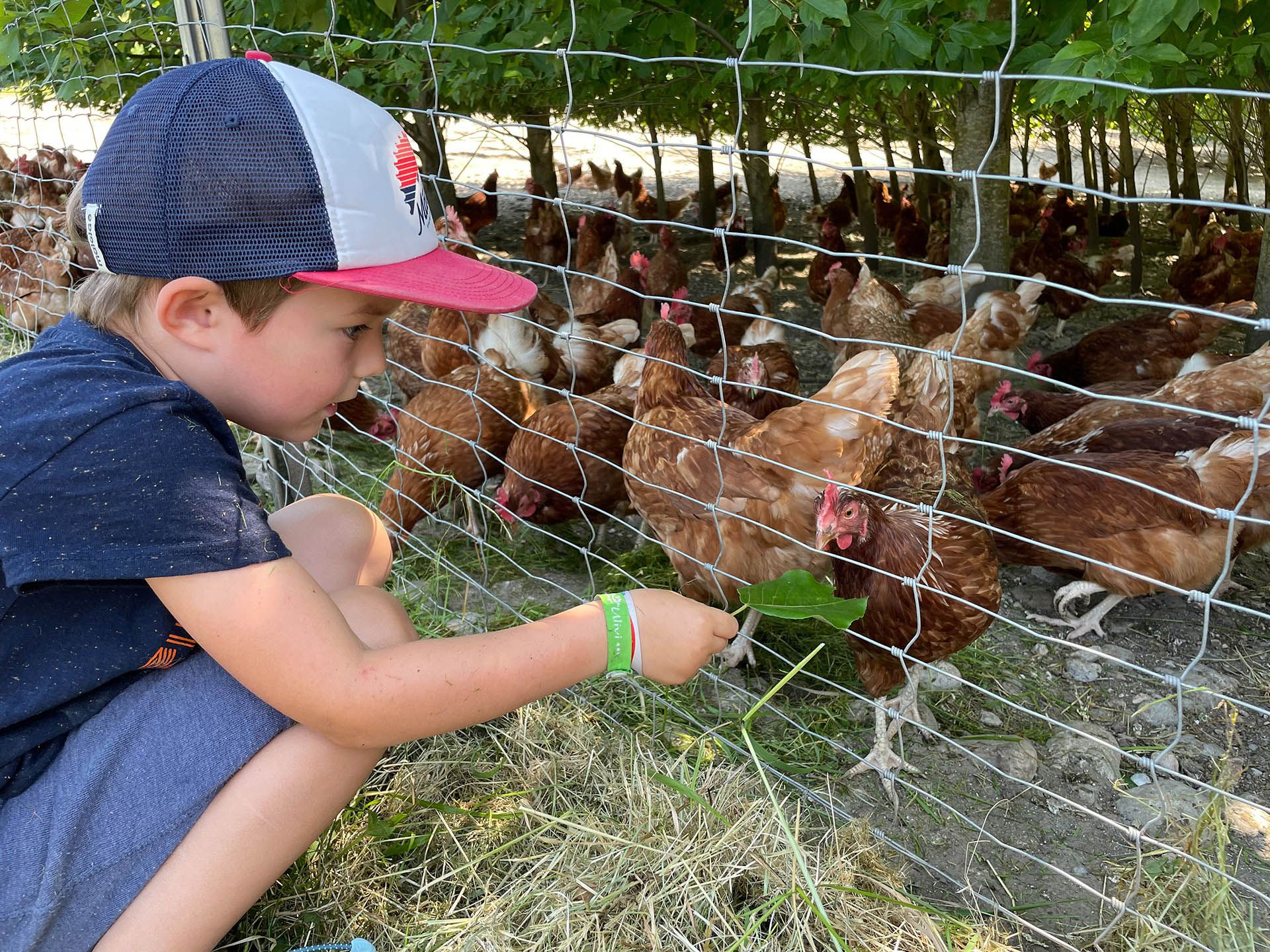 Bild zu Mit Oma und Opa Hühner, Rinder & Biosphären-Produkte entdecken