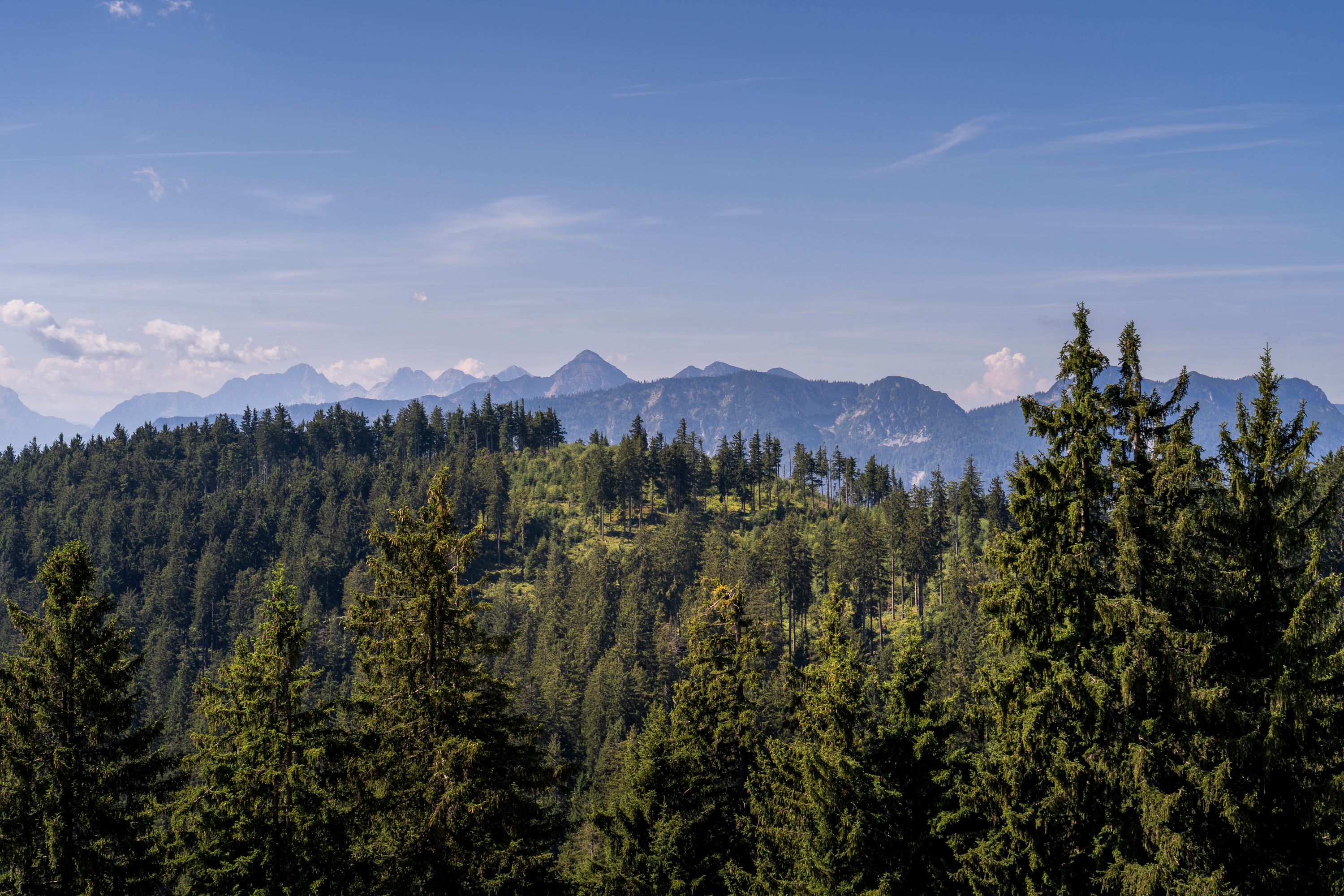 Blick über den Teisenberg zu den Chiemgauer Alpen