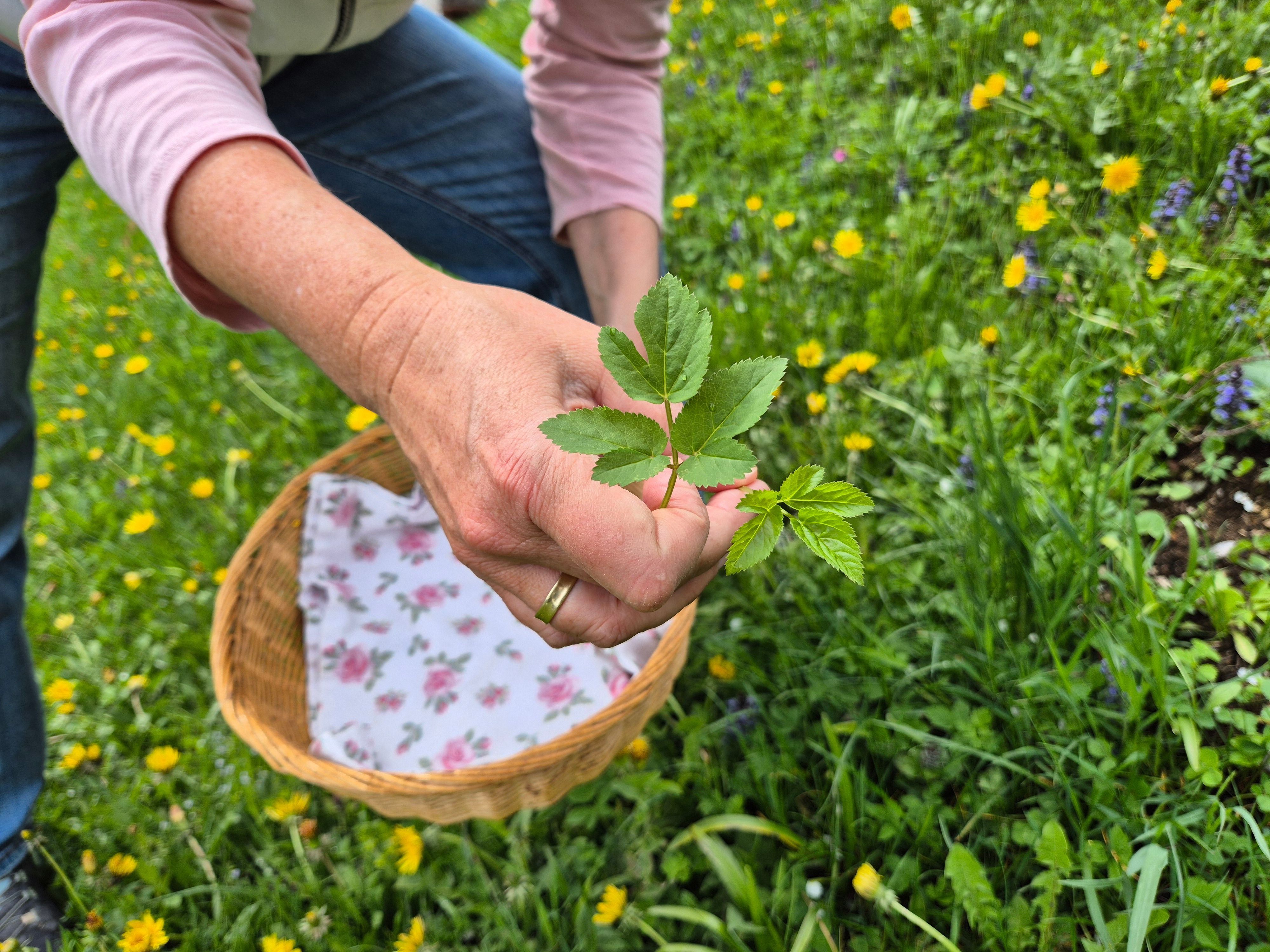 Kräuter sammeln in der eigenen Wiese