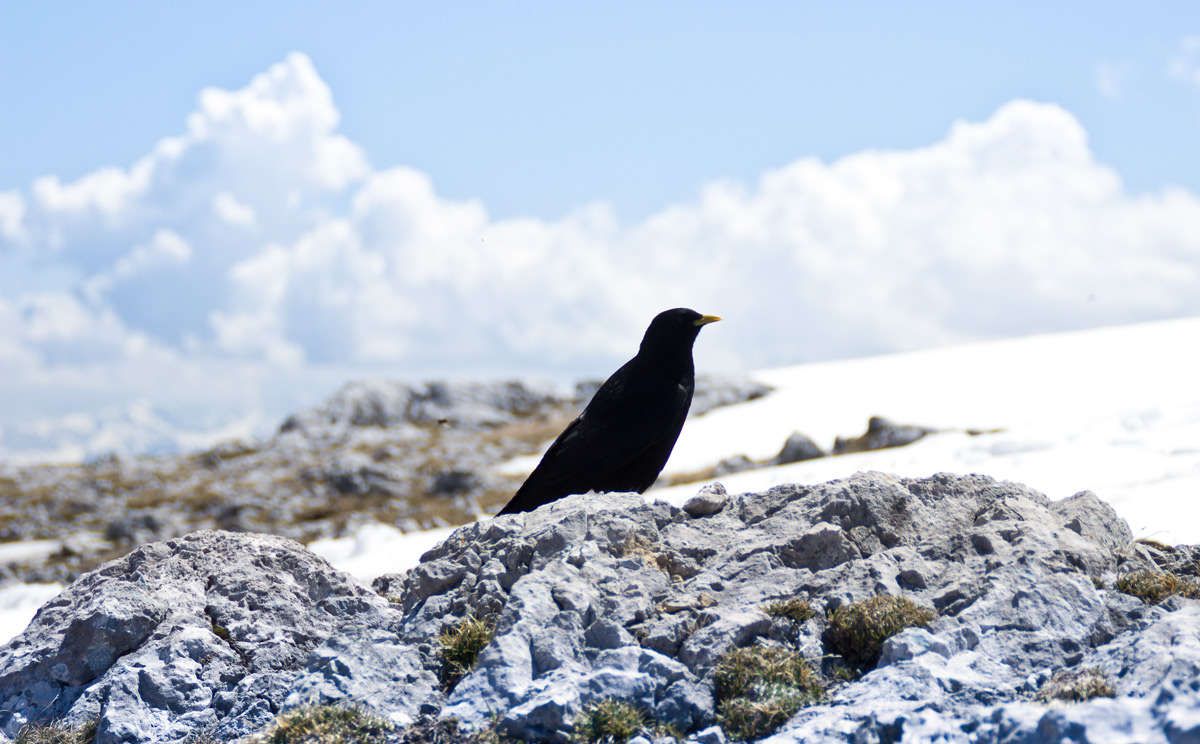 Alpendohle am Hohen Brett