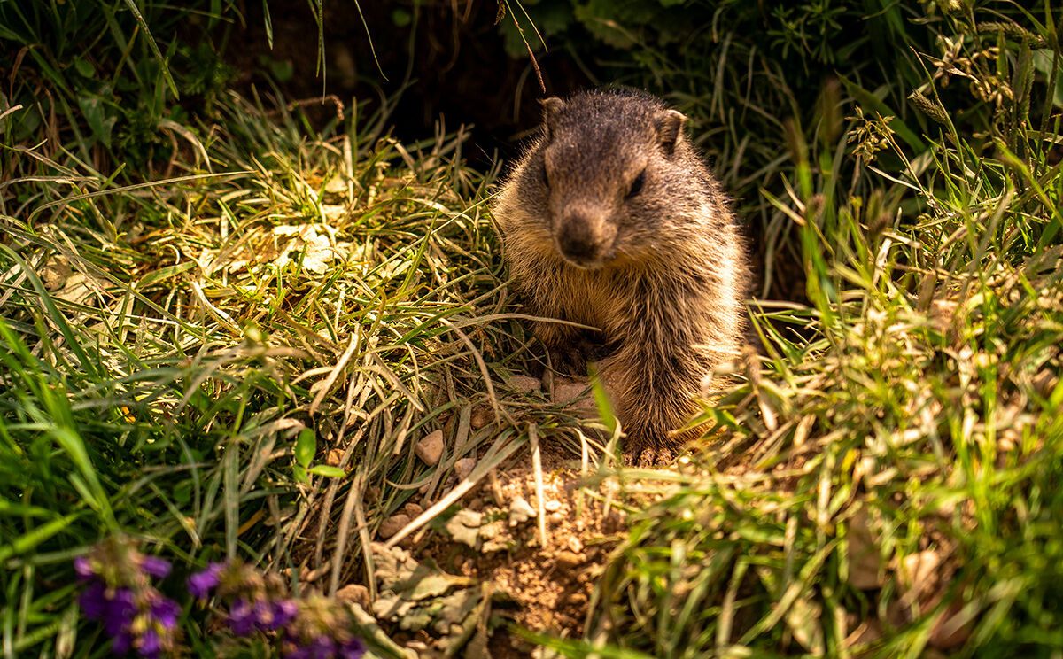 Ein Mankei schaut aus seinem Bau