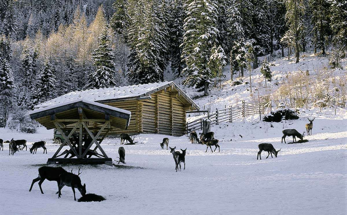 Hirschfütterung im Winter im Nationalpark Berchtesgaden