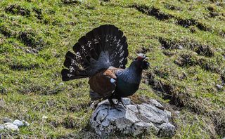 Ein Auerhahn in ganzer Pracht