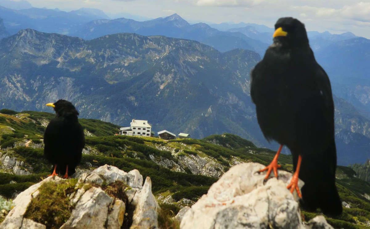 Alpendohlen am Berchtesgadener Hochthron