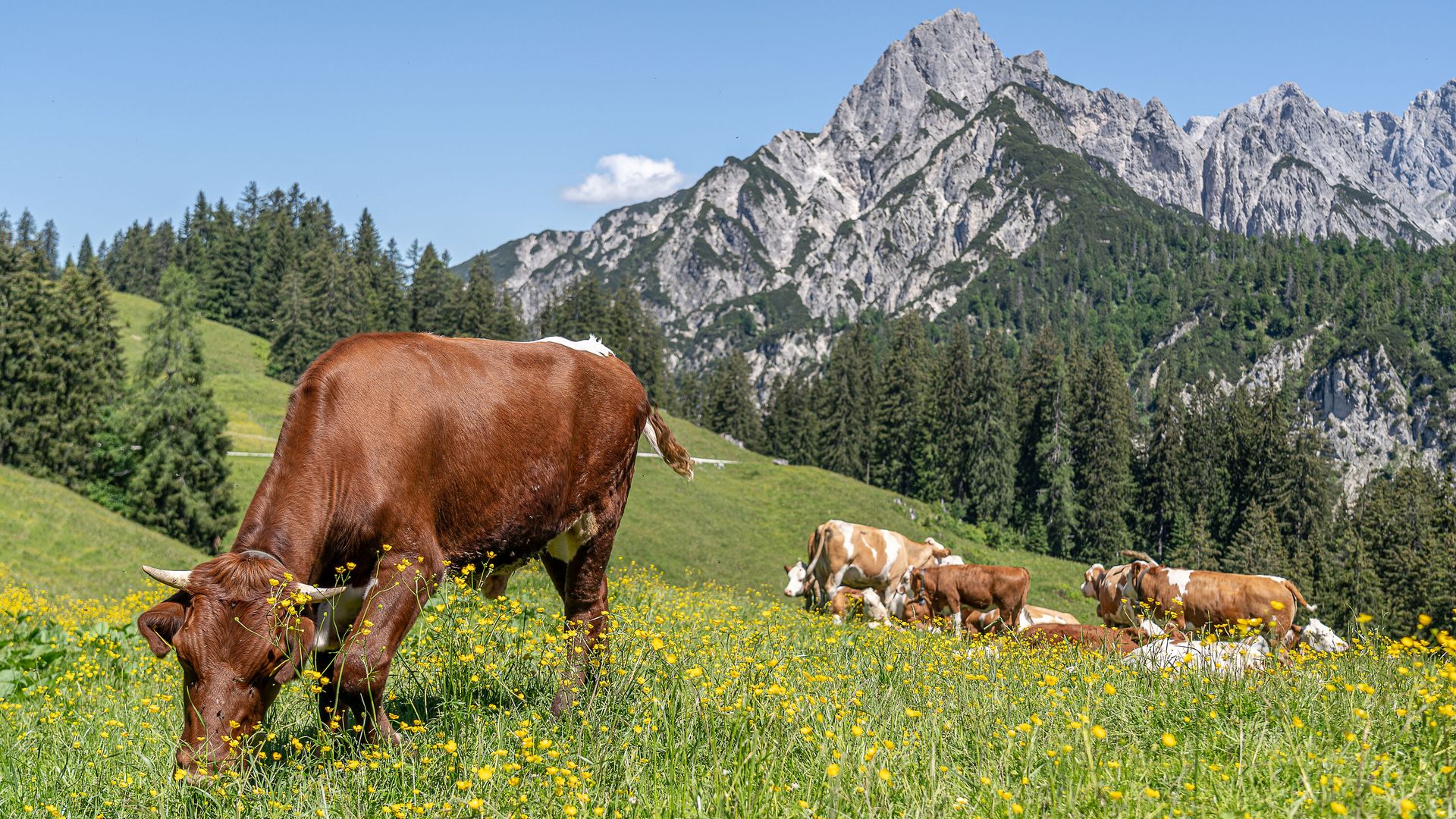 Kühe auf der Litzlalm