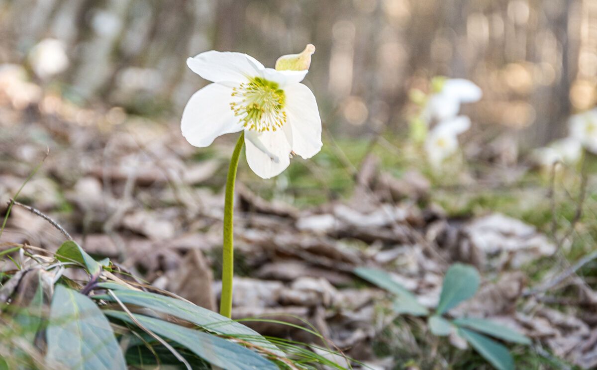 Die Schneerose wird auch Christrose genannt