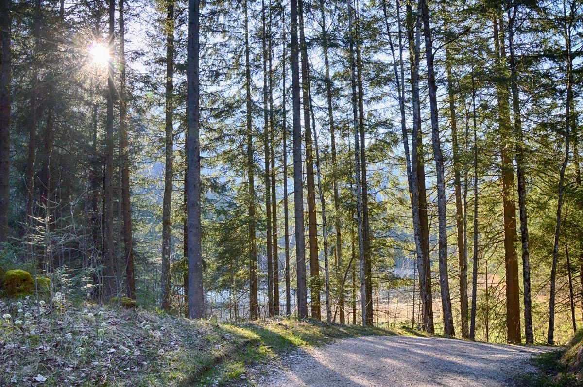 Wanderweg rund um den Taubensee
