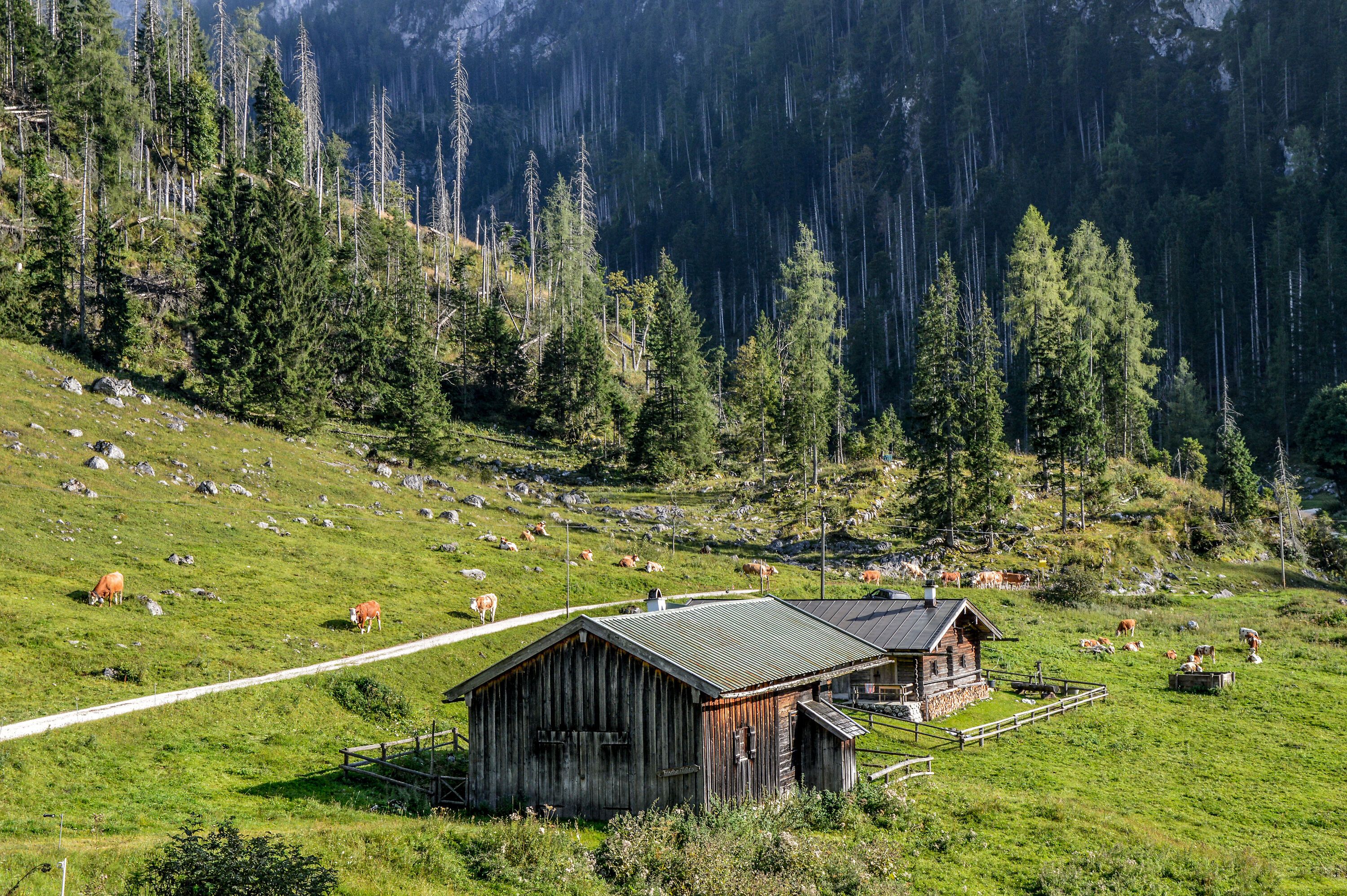 Die Gotzental Alm 