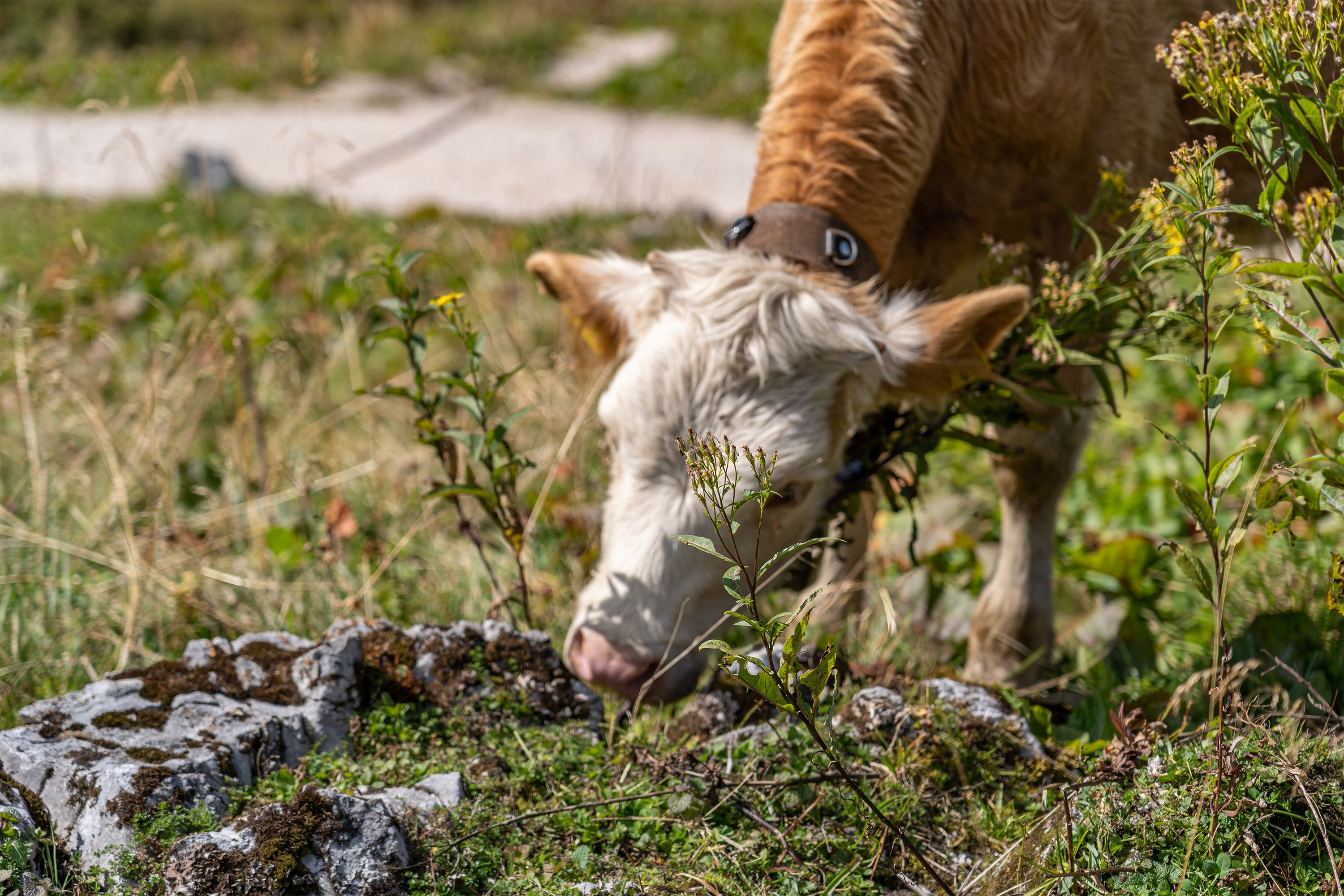 Jungvieh auf der Königsbergalm