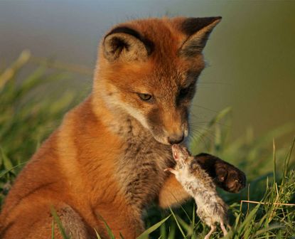Ein Fuchswelpe mit einer Maus als Beute