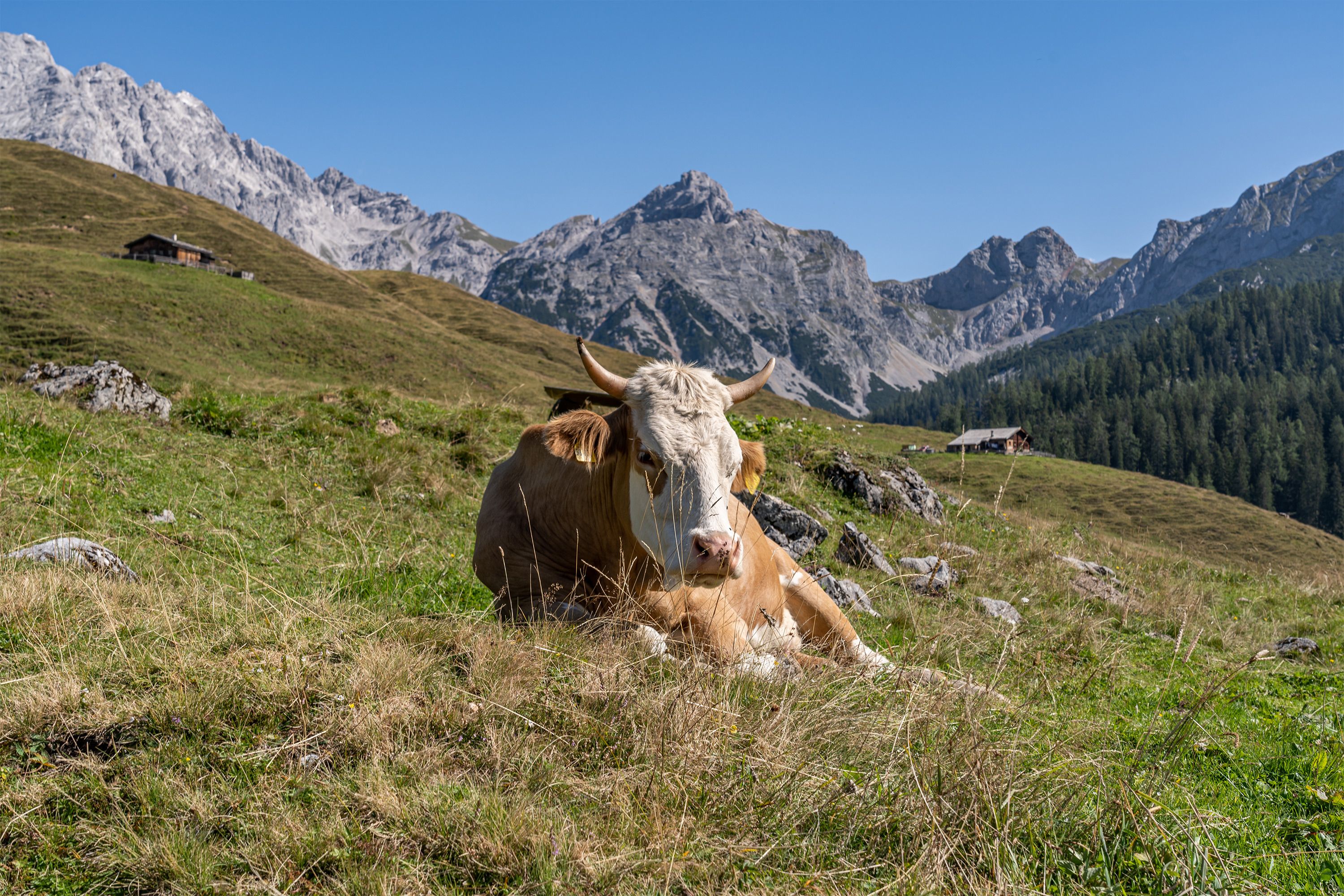 Kuh auf der Kallbrunnalm