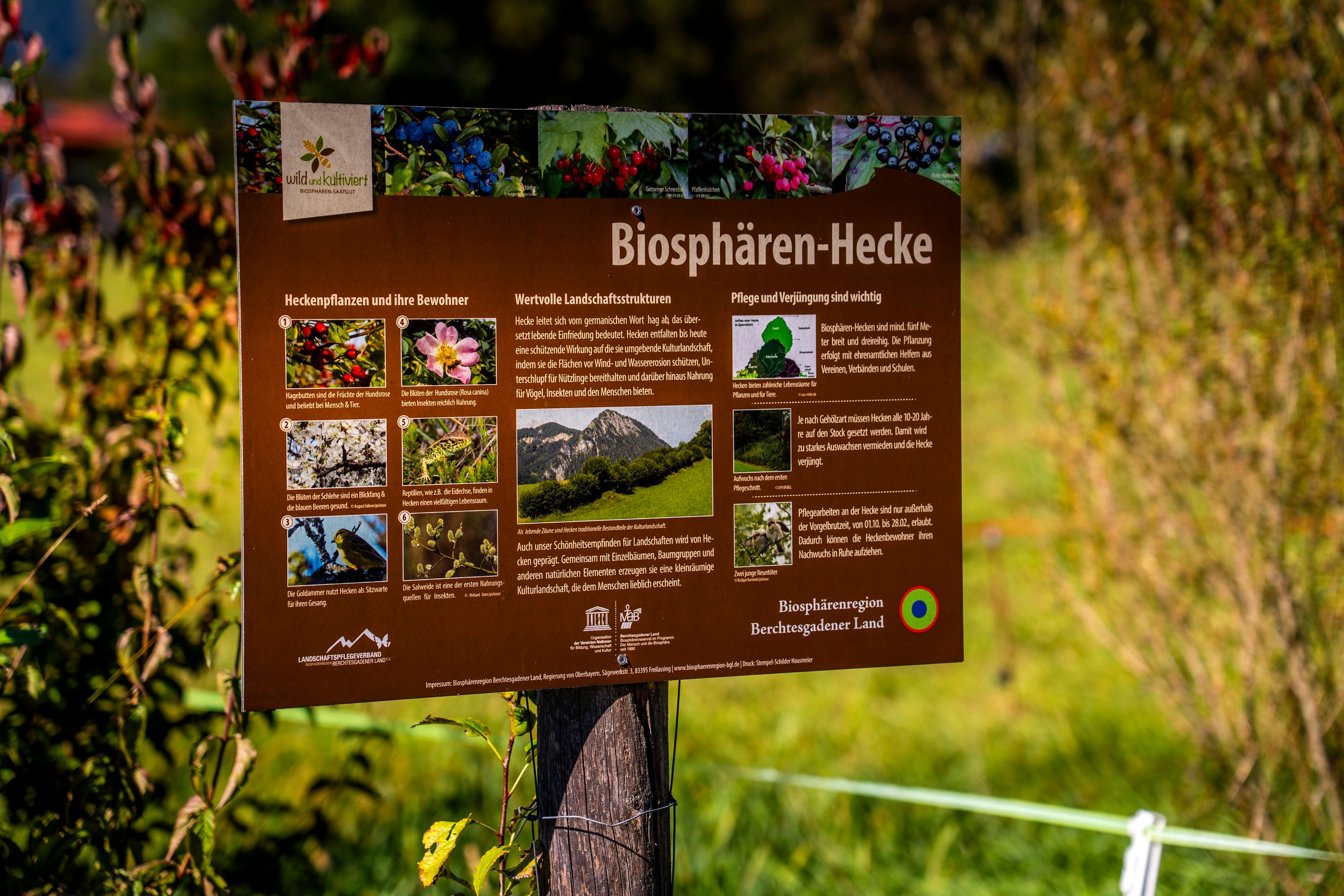 Biosphärenhecke in Schönau
