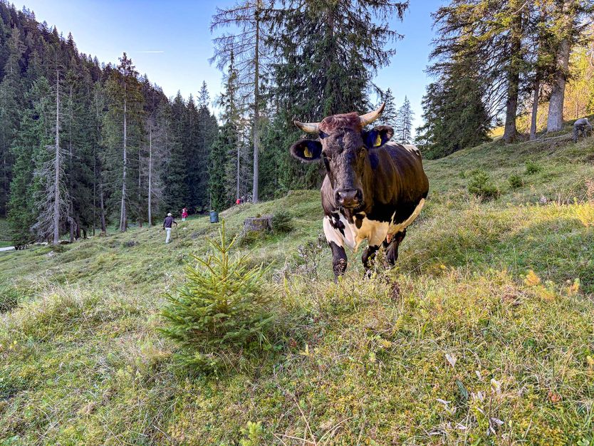 Bild zu Freiwilligeneinsatz Schwenden auf der Steiner Alm