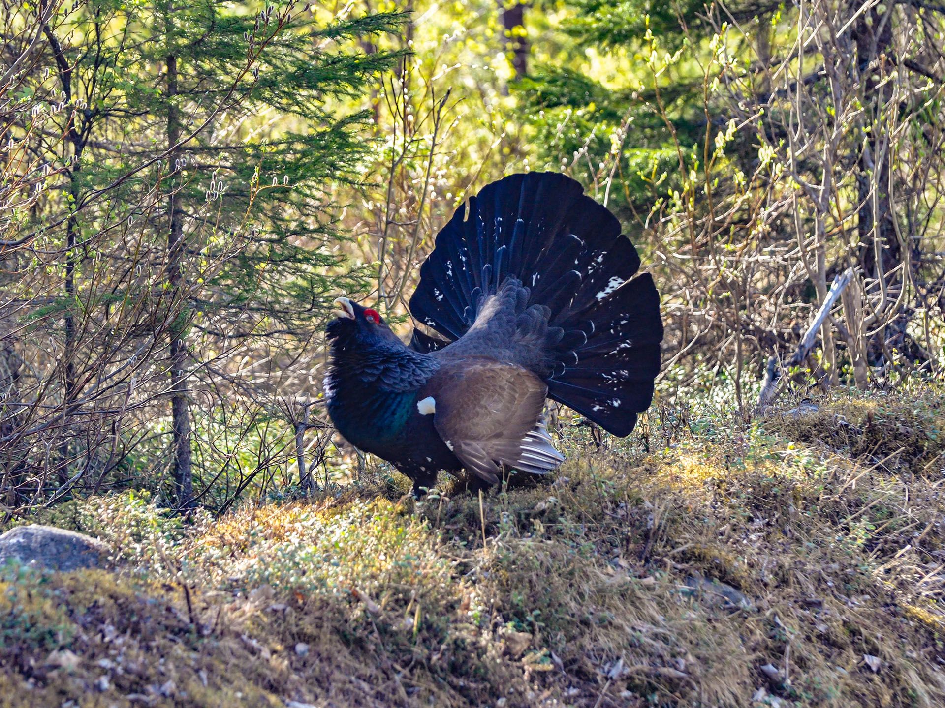 Bild zu Mit dem Biosphären-Ranger unterwegs: Raufußhuhn und Co. im Bergwald