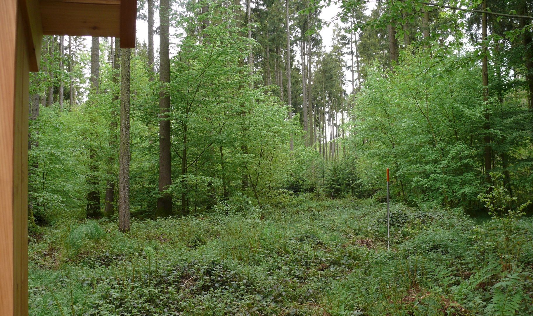 Der Wald im Wandel
