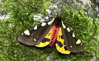 Augsburger Bär: Seltener Schmetterling im Nationalpark Berchtesgaden