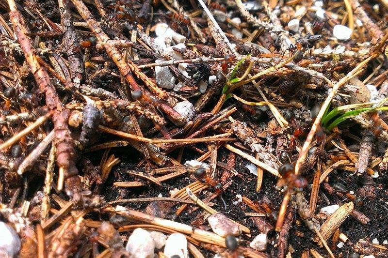 Rote Waldameisen im Nationalpark Berchtesgaden