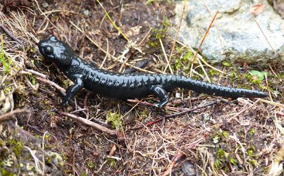 Alpensalamander