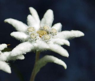Edelweiß: Alpenblume im Nationalpark Berchtesgaden