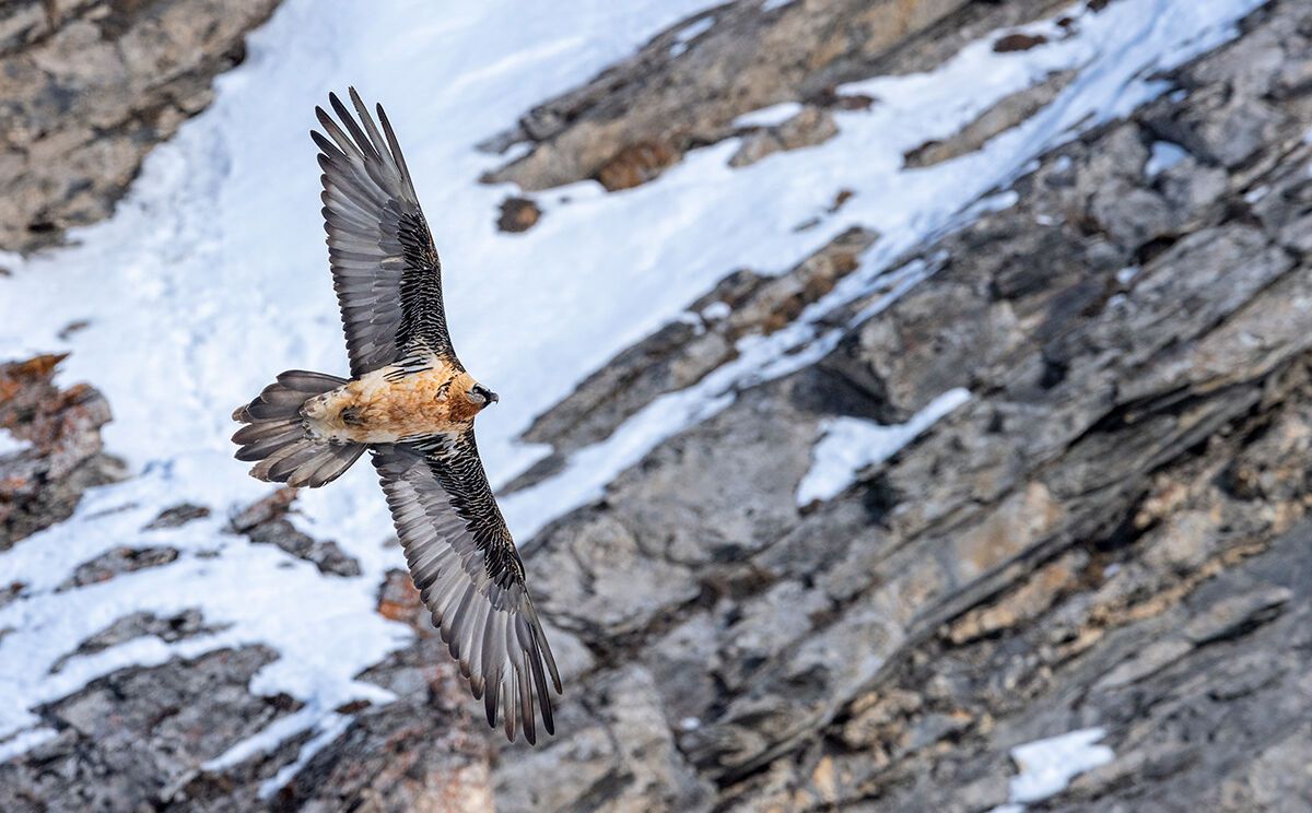 Bartgeier vor einer Felswand