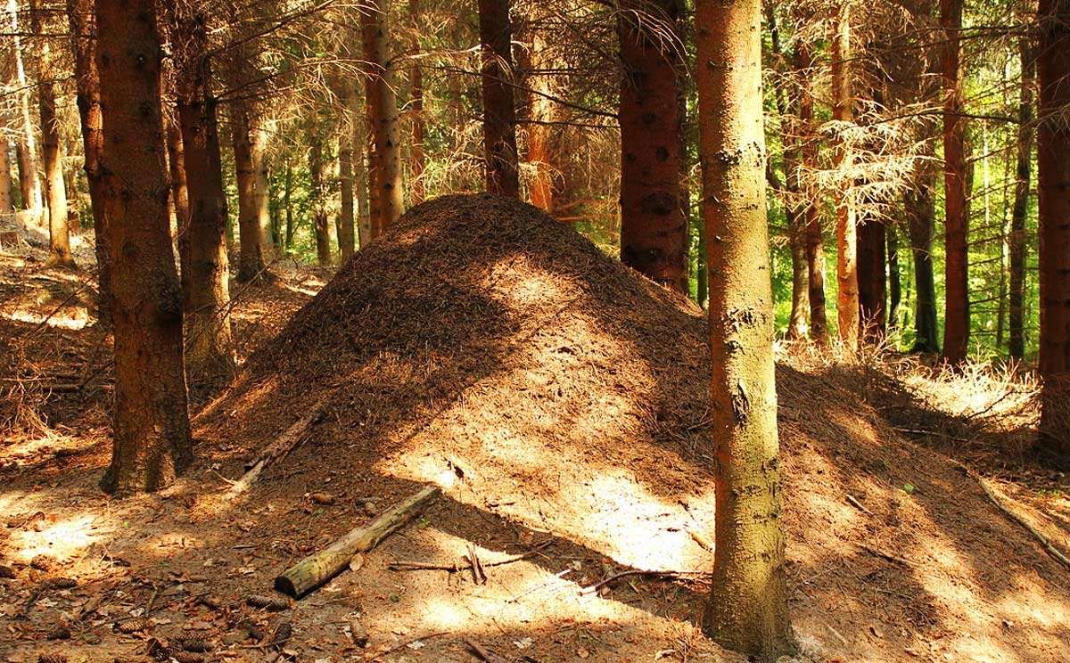 Waldameisenhaufen im Wald 