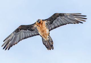 Überflug eines Bartgeiers