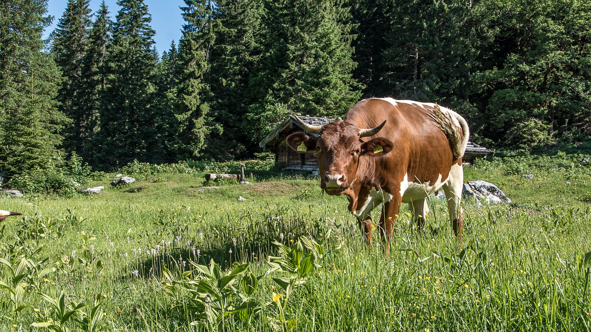 Eine Pinzgauer auf der Mittereisalm