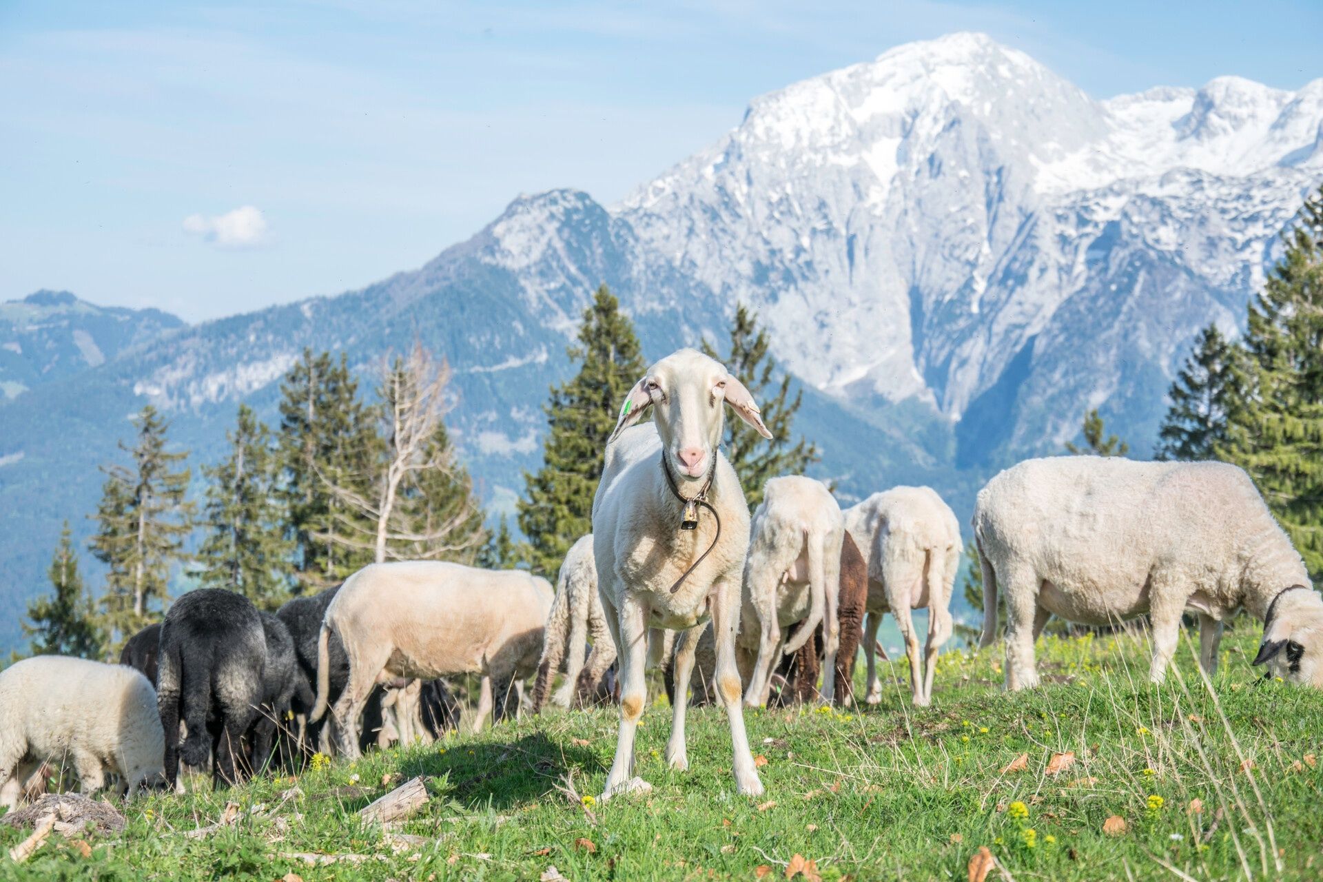 Schafe weiden auf dem Toten Mann