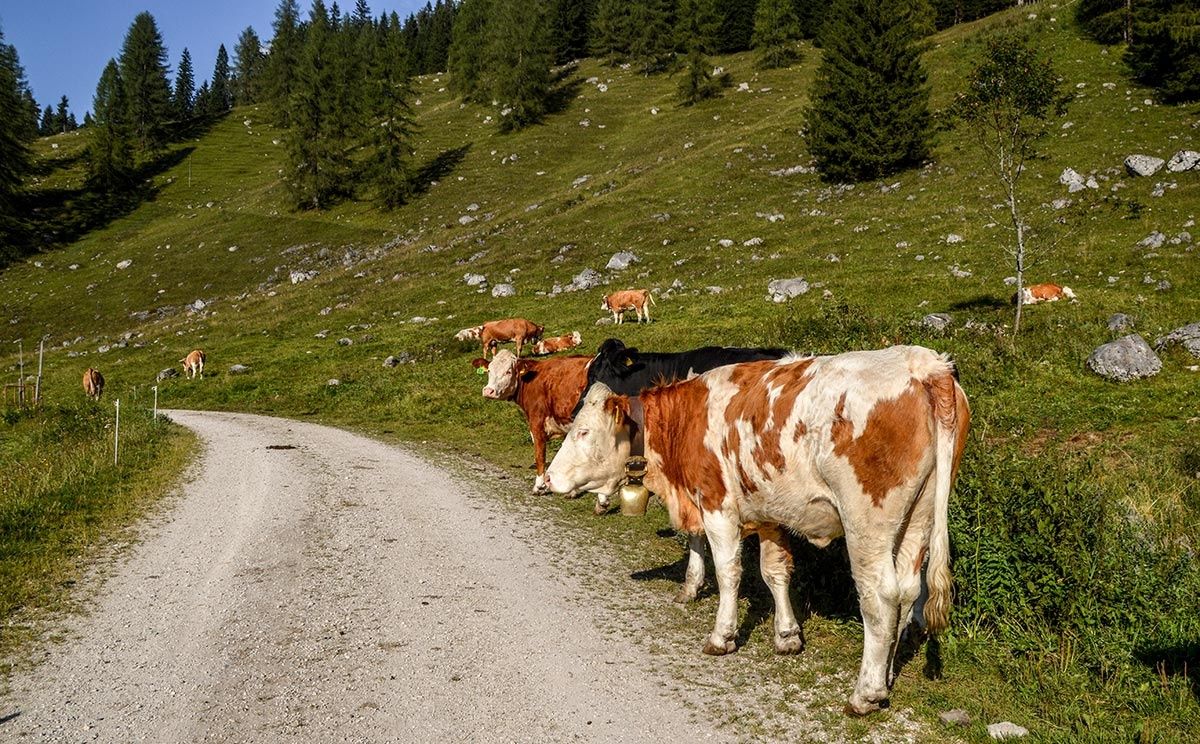 Kühe auf der Gotzental-Alm