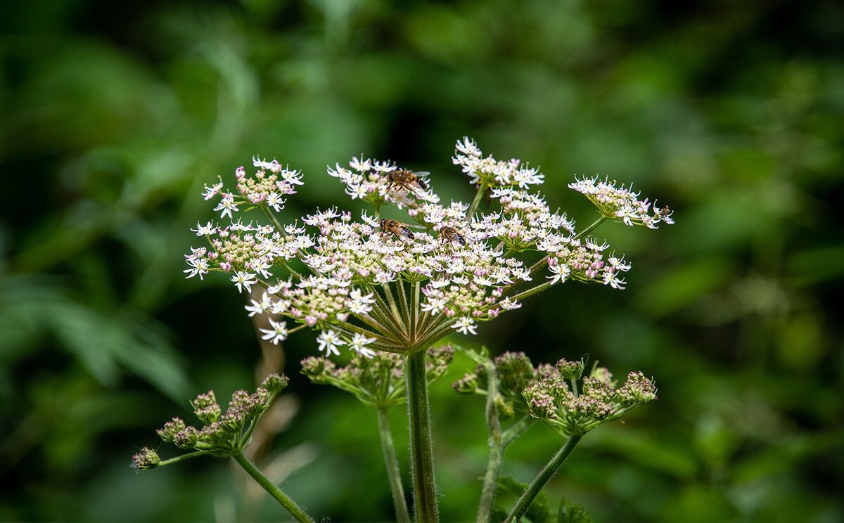 Berg-Wiesen-Bärenklau