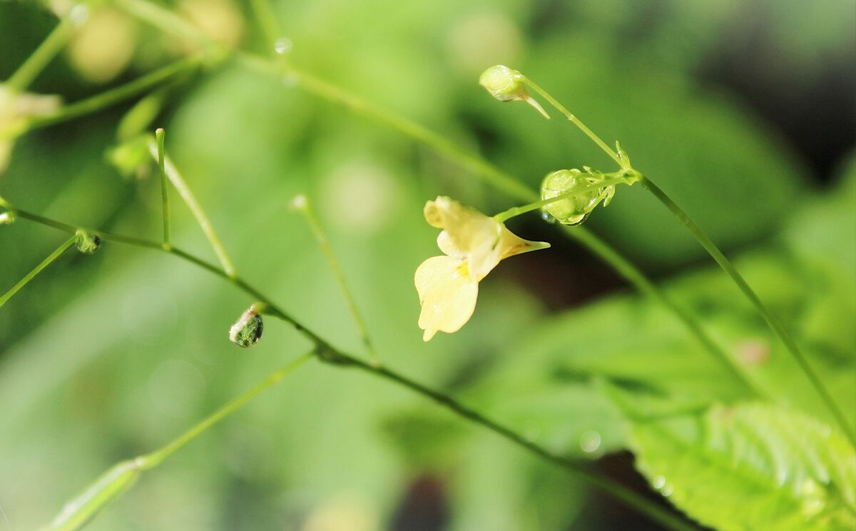 Das Große Springkraut