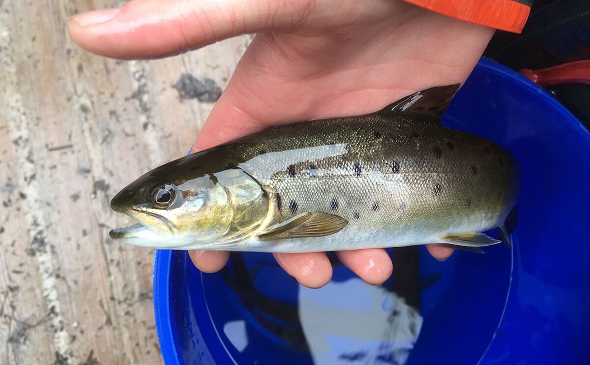 Eine 3 Jahre alte Seeforelle aus dem Wiederansiedlungs-Projekt