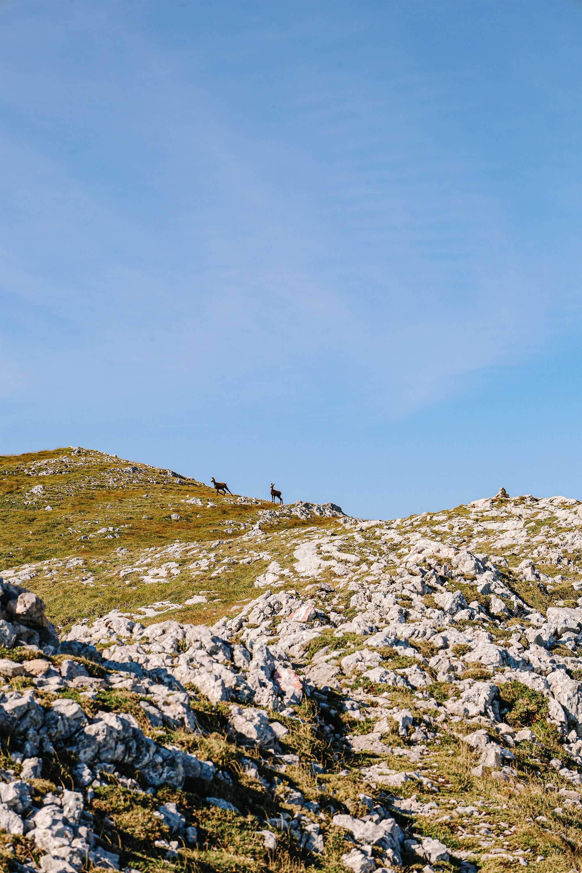 Gemsen auf der Reiter Alm