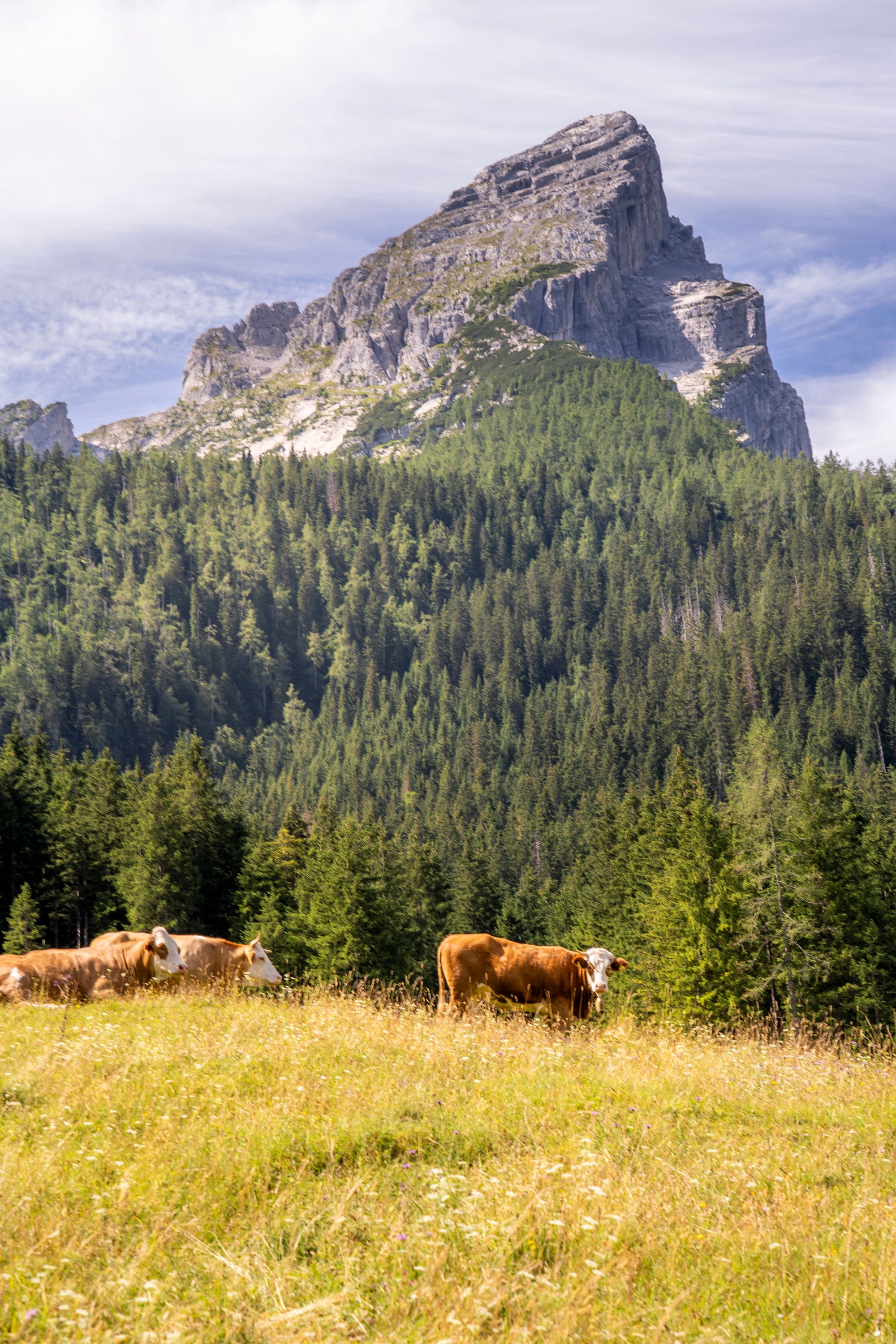Kühe auf der Schapbachalm