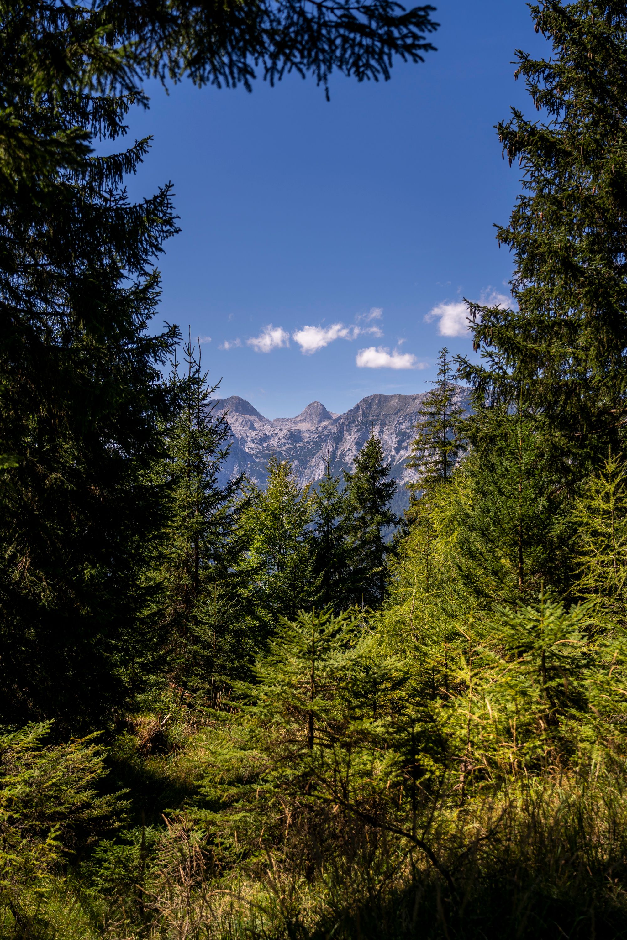 Blick hinüber zur Reiter Alm