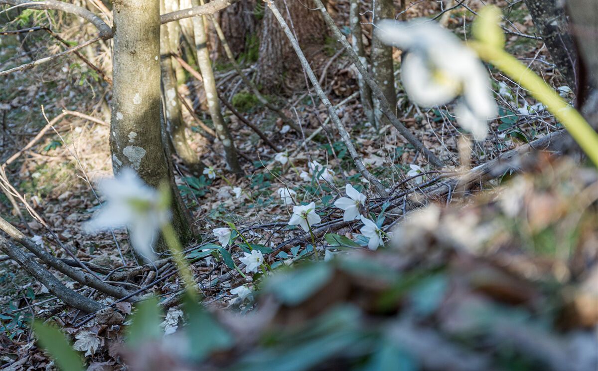 Die Schneerose gehört zur Familie Hahnenfußgewächs