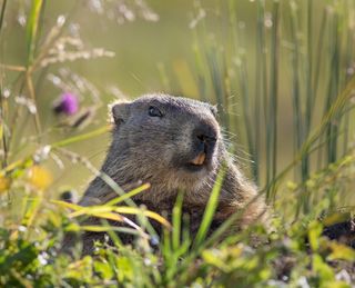 Mankei: das Alpenmurmeltier