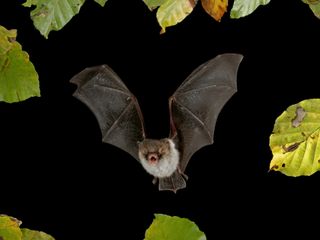 Bild zu Nächtliche Jäger - eine Fledermaus-Exkursion am Höglwörther See