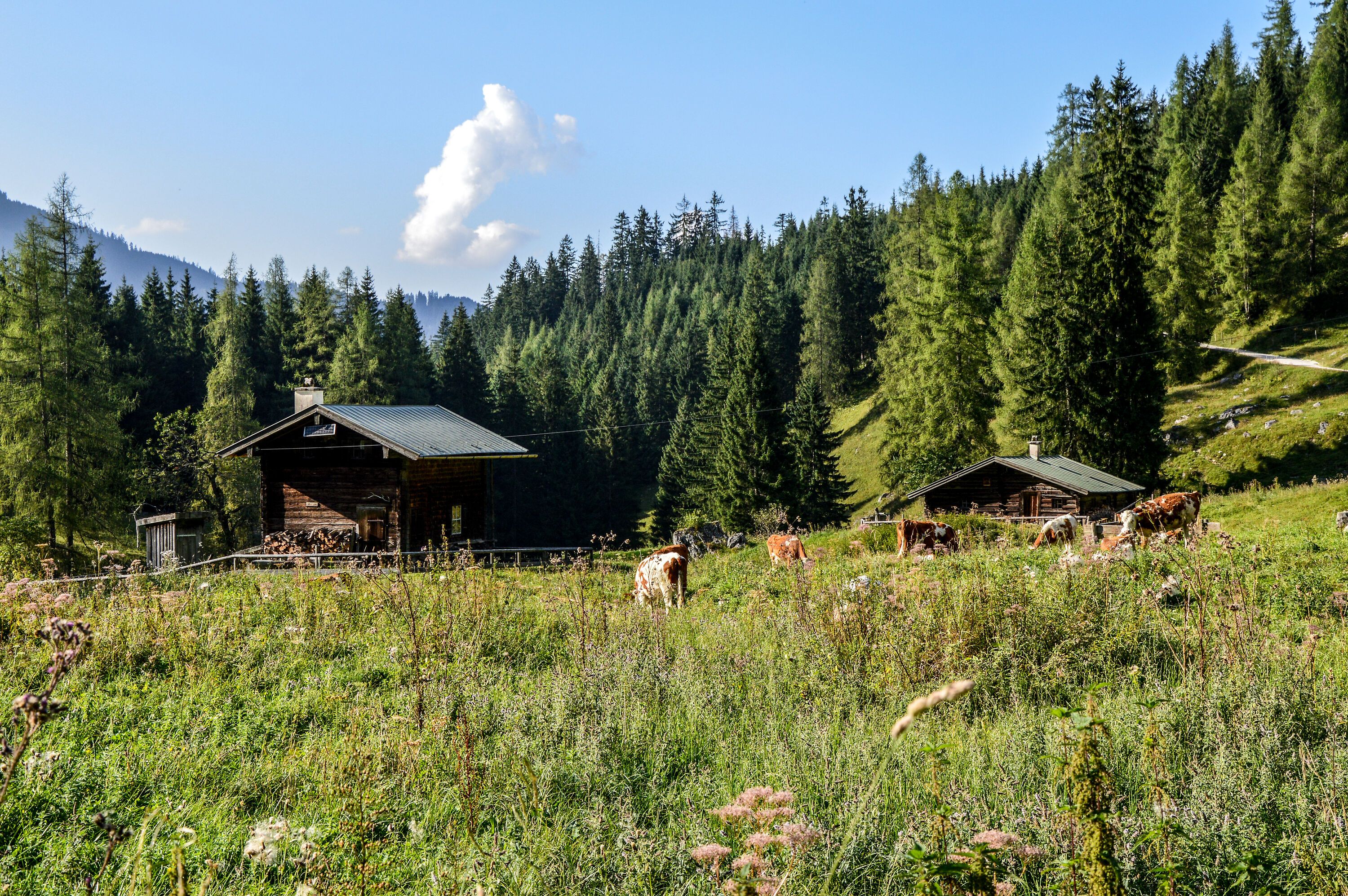 An der Gotzental Alm zweigt der Weg zur Bedarfshaltestelle Kessel ab