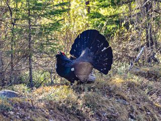 Bild zu Mit dem Biosphären-Ranger unterwegs: Raufußhuhn und Co. im Bergwald