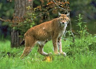 Bild zu Wolf, Bär, Luchs und Mensch!