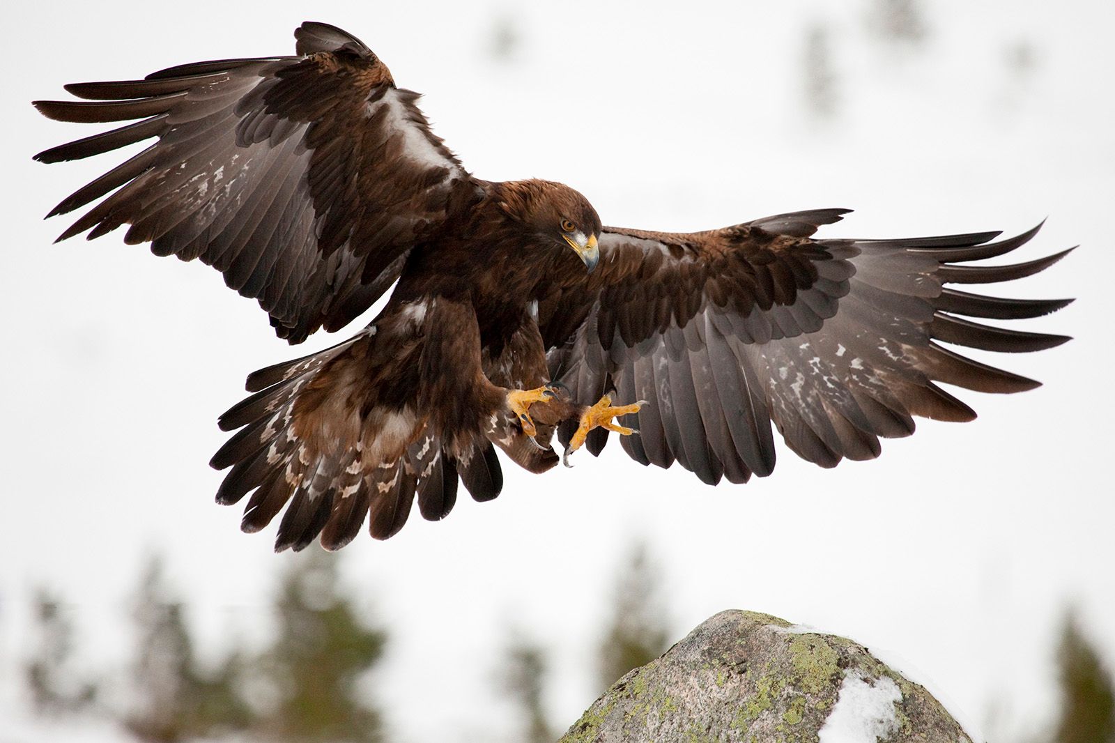 Bild zu Im Tal der Adler & Geier