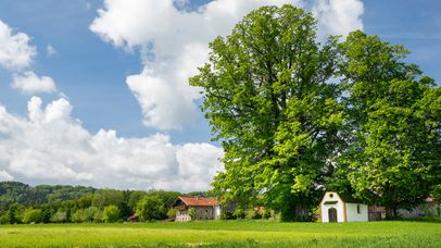 Kapelle unter einer mächtigen Linde in Rückstetten