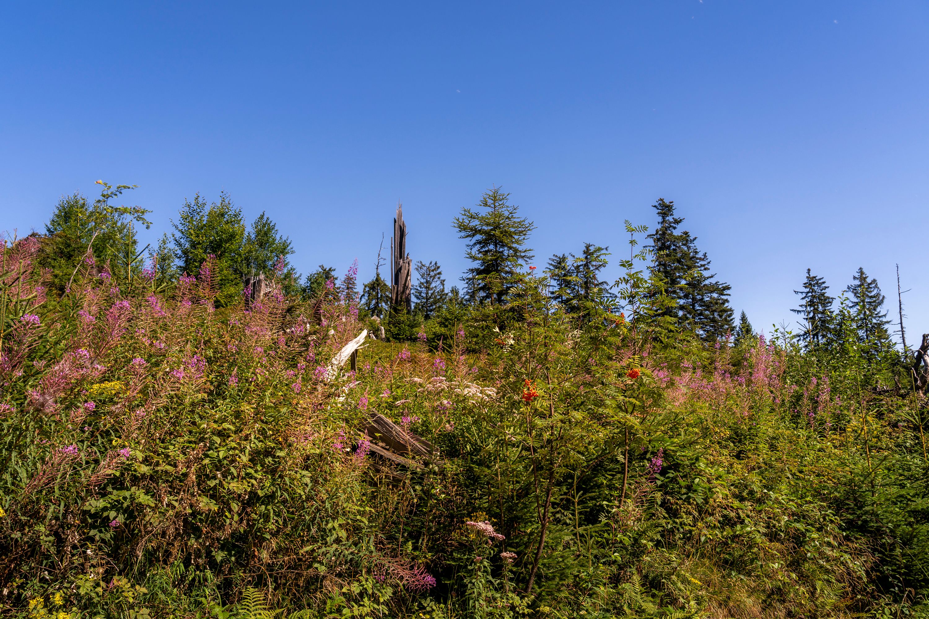 Landschaft am Teisenberg