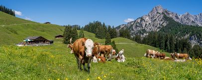 Almidylle auf der Litzlalm